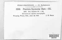 Puccinia seymeriae image
